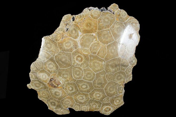 Polished Fossil Coral (Actinocyathus) Head - Morocco #72332
